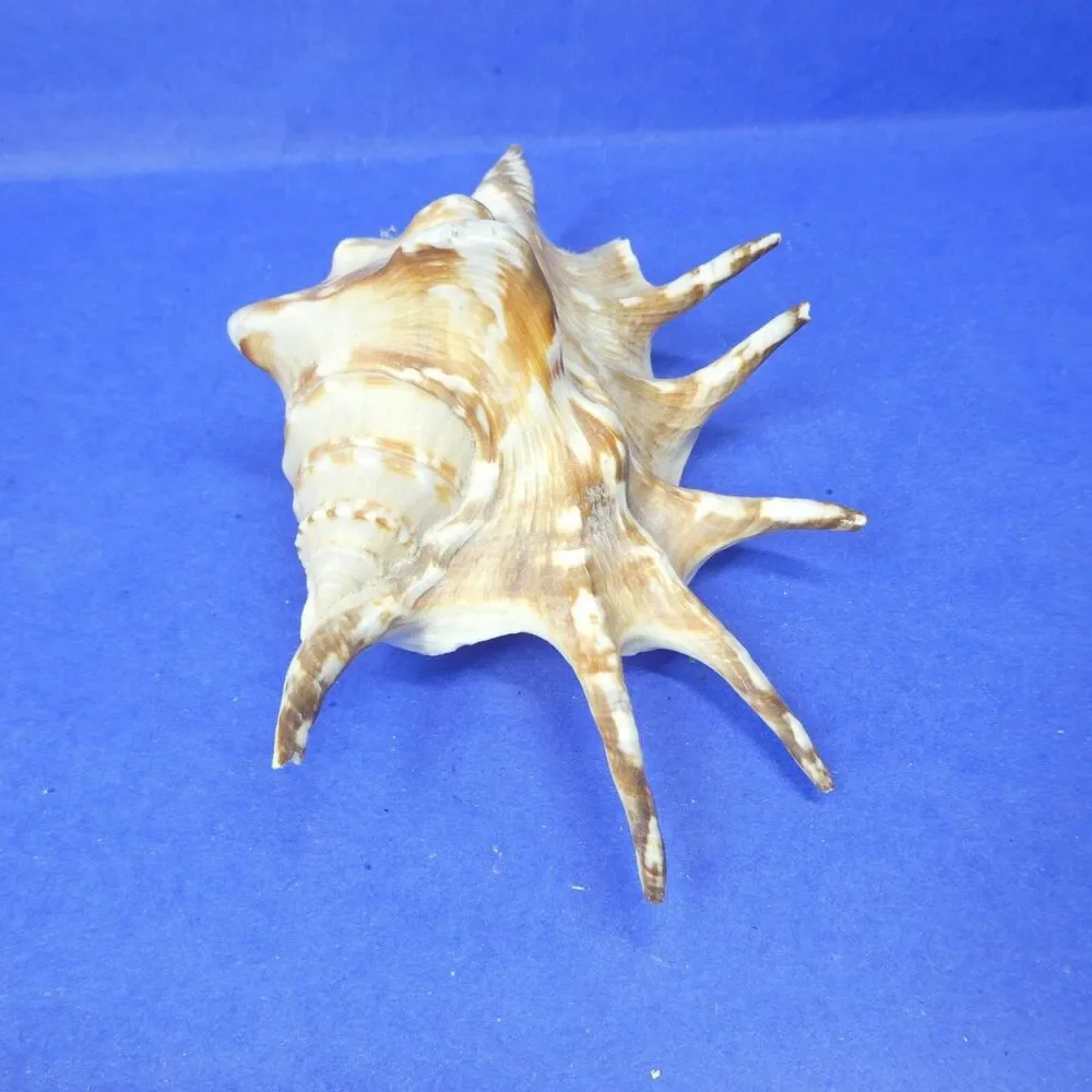 Lambis Shell Seashell 5.5